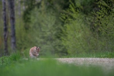 Ilves